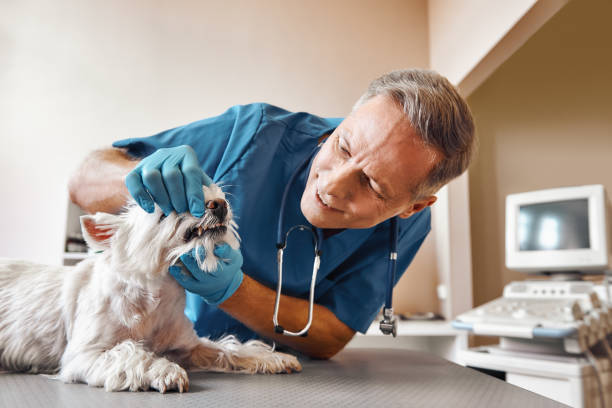 Best Cracked Tooth Emergency Dentist  in Wollochet, WA